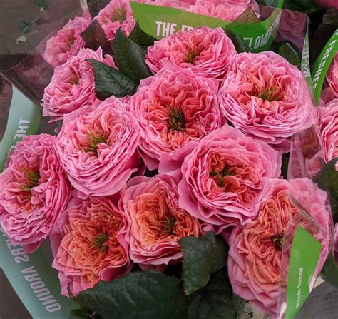 Wholesale Roses | Wholesale roses, Bulk flowers online, Wholesale flowers