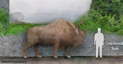 Bison Latifrons Size by SameerPrehistorica on DeviantArt