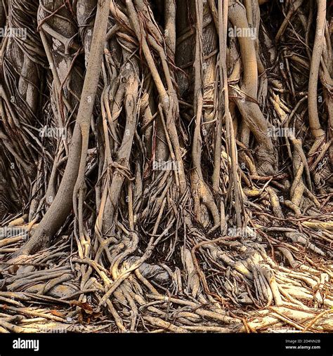 Banyan Tree Root System