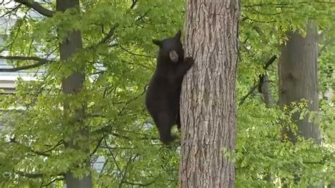 New Jersey bear hunt returns despite efforts by animal rights groups to ban it - ABC7 New York