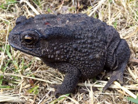 Be vigilant for black warty pest toad | Agriculture and Food