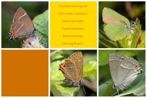 Hairstreak butterflies – David Bradley