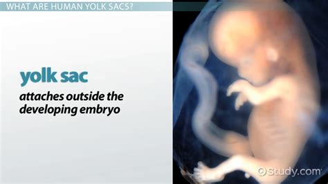 Yolk Sac in Humans: Function, Definition & Measurement - Video & Lesson Transcript | Study.com