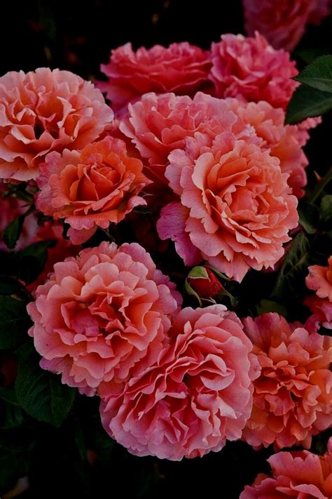 Floribunda Roses — Sunnyside Nursery