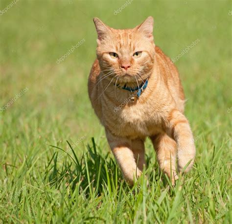 Orange tabby cat running fast towards the viewer in green grass Stock ...