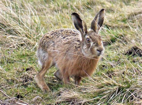 CABINET OF CURIOSITIES: Close encounters with hares