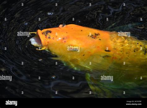 Fantastic orange koi fish swimming around in a koi fish pond Stock Photo - Alamy