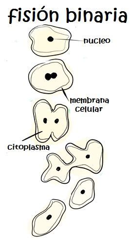 Fisión Binaria | Microorganismos, Primarias, Explicacion