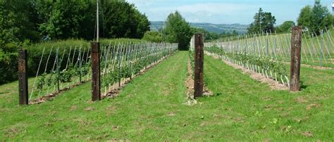 “Focus On” Marcher Apple Network - Herefordshire Green Network