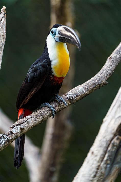 Channel billed toucan 9711272 Stock Photo at Vecteezy