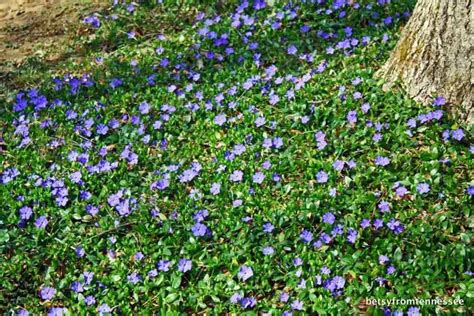 Periwinkle ground cover for hard to mow areas | Periwinkle ground cover, Ground cover, Deer ...