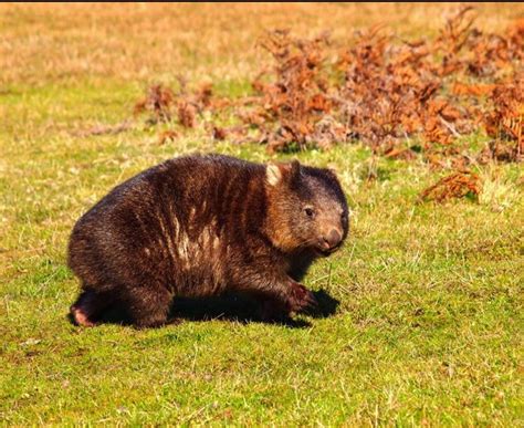 a brown bear sitting on top of a lush green field