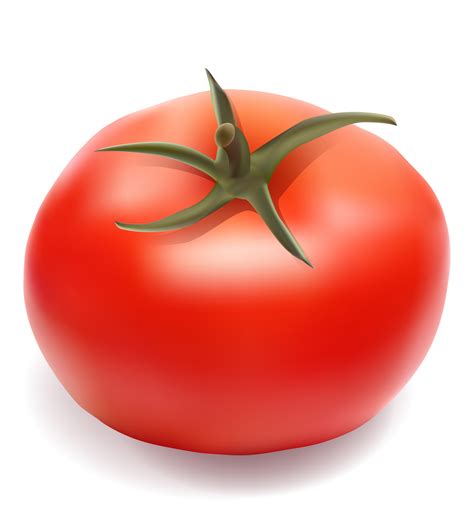 tomato vector illustration 510784 Vector Art at Vecteezy