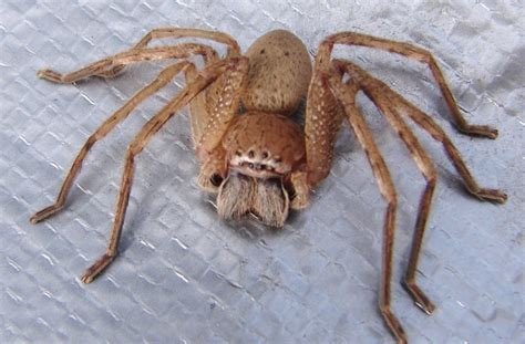 7 Most Terrifying Spiders in Africa