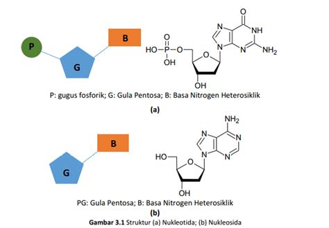 Struktur DNA dan RNA (Struktur, Hipotesis Replikasi DNA, Tipe RNA ...