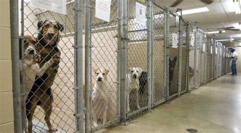 Canine Distemper Halts Dog Adoptions at WCAC&AC - Williamson Source