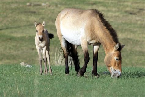 Meet the only truly wild horses in the world: a day in Hustai National ...