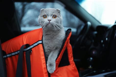 Top 5 Best Cat Carriers for Long Distance Travel - CatVills