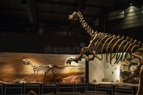 Fossil Skull of Extinct , Titanosaurus Australis, Editorial Photo ...