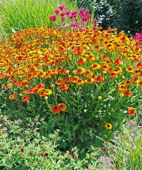 Helenium, Helenium autumnale – Wisconsin Horticulture