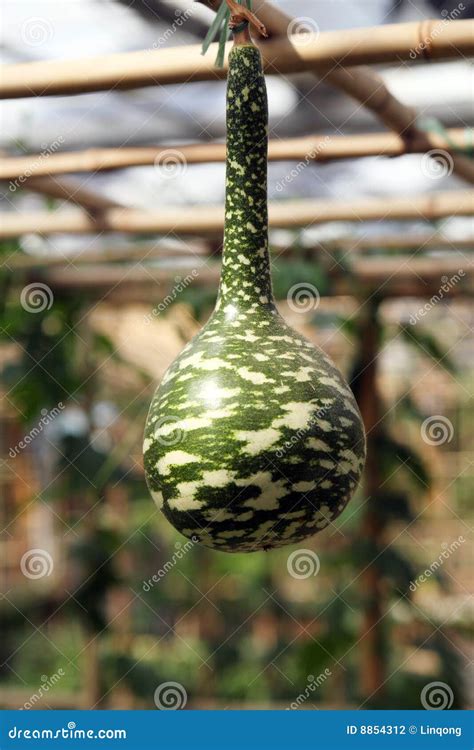 Calabash. stock photo. Image of gourd, container, greenhouse - 8854312