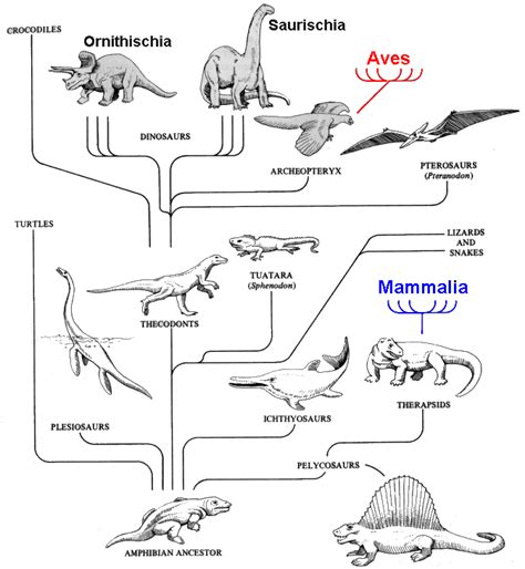 Evolución de los reptiles | Bianimal