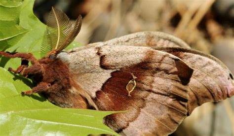 Polyphemus moth: One of our largest moths