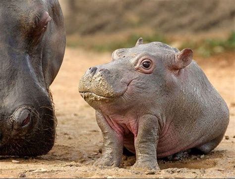 Baby hippo! | Cute animals, Baby animals funny, Funny animal pictures