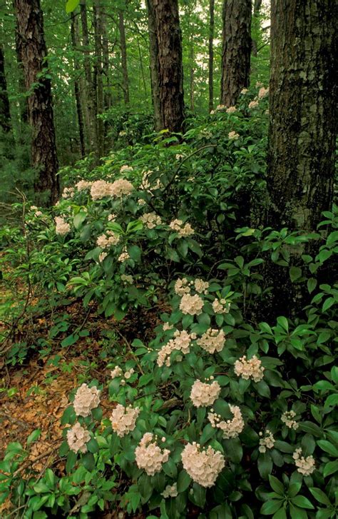 Mountain Laurel Another excellent choice of shrub for the north side of your house. photo credit ...