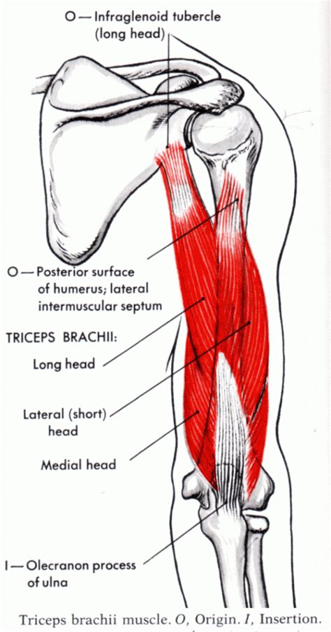 Triceps Brachii Muscle - Muscle of the Month | Triceps brachii muscle ...