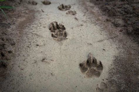 Animal Tracks The Animals