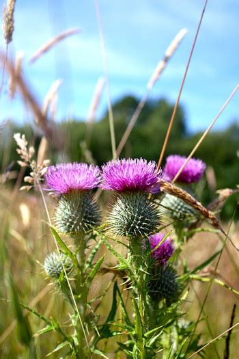 National Flower of Scotland | Serenata Flowers