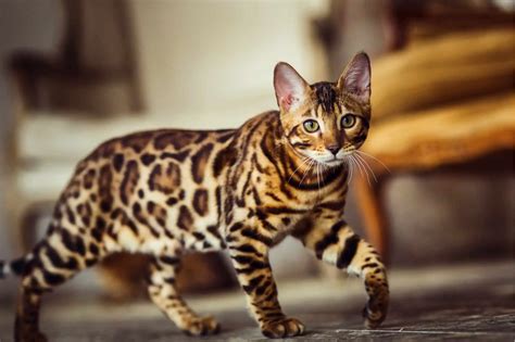 Bengal Cat • Purrfectcatbreeds