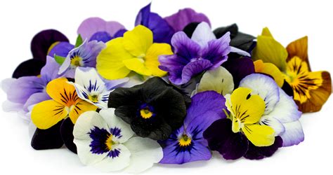 Viola Flowers Information, Recipes and Facts