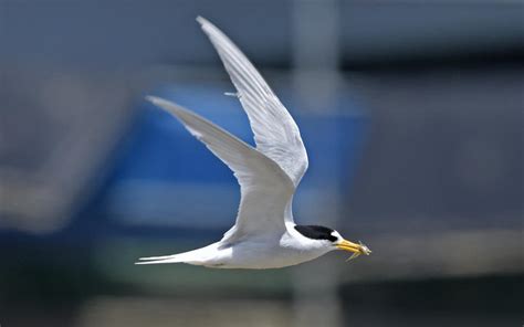 'Good' parents deliver first fairy tern egg of the breeding season ...