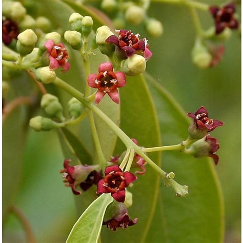 Graines Santalum Album (Santal blanc) - Arbres et Arbustes