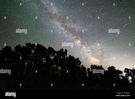 Silhouetted cottonwood trees rising up toward the Milky Way Galaxy as ...