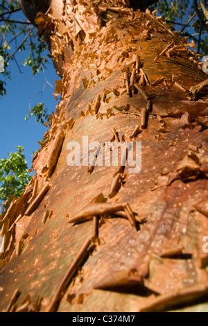 Gumbo-limbo tree with red bark and peeling Stock Photo - Alamy