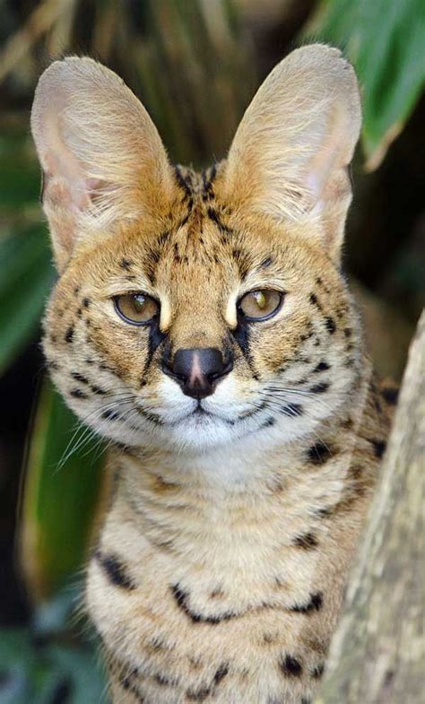 Serval cat or shrub. Serval, or otherwise - bush cat - belongs to the ...