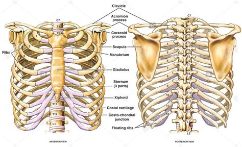 Anatomy Of Ribs In Back Sternum Ribs Clavicle Anterior View | Images and Photos finder