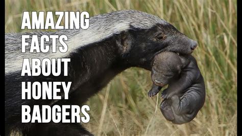 Top 20 Amazing Facts About Honey Badgers - YouTube