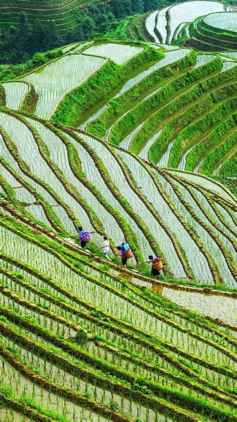 Guangxi Longsheng terrace rice fields in China | Places to go ...