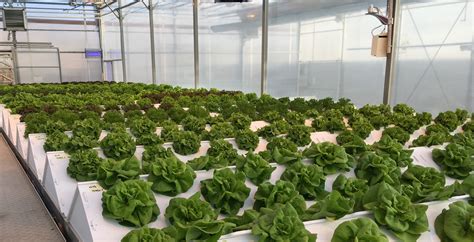 Mobile Aeroponics Farming, growing lettuce the green way