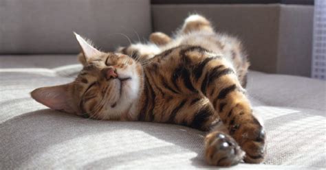 7 Facts About Your Cat's Sleeping Habits | Bengalcats.co