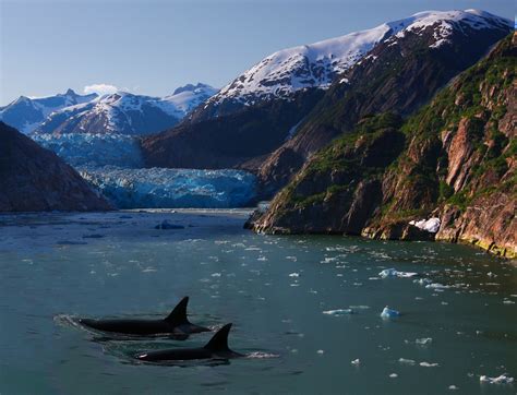 Killer Whales and a Glacier | Two transient orcas make their… | Flickr