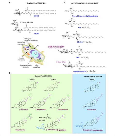 | Different classes of plant lipids and their localization in the plant... | Download Scientific ...