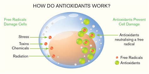 Antioxidants - How Do They Work? - Immune Health Basics