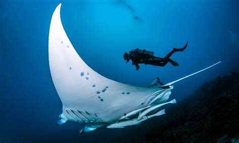 Majahuitas | Puerto vallarta, Diving, Giant manta