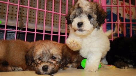 Adorable Havachon puppies for sale, Georgia Local Breeders, Near ...