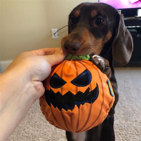 Dachshund Dog Halloween Costumes|Dog Halloween Costumes|Halloween Costumes|Pet Hallowe… | Dog ...